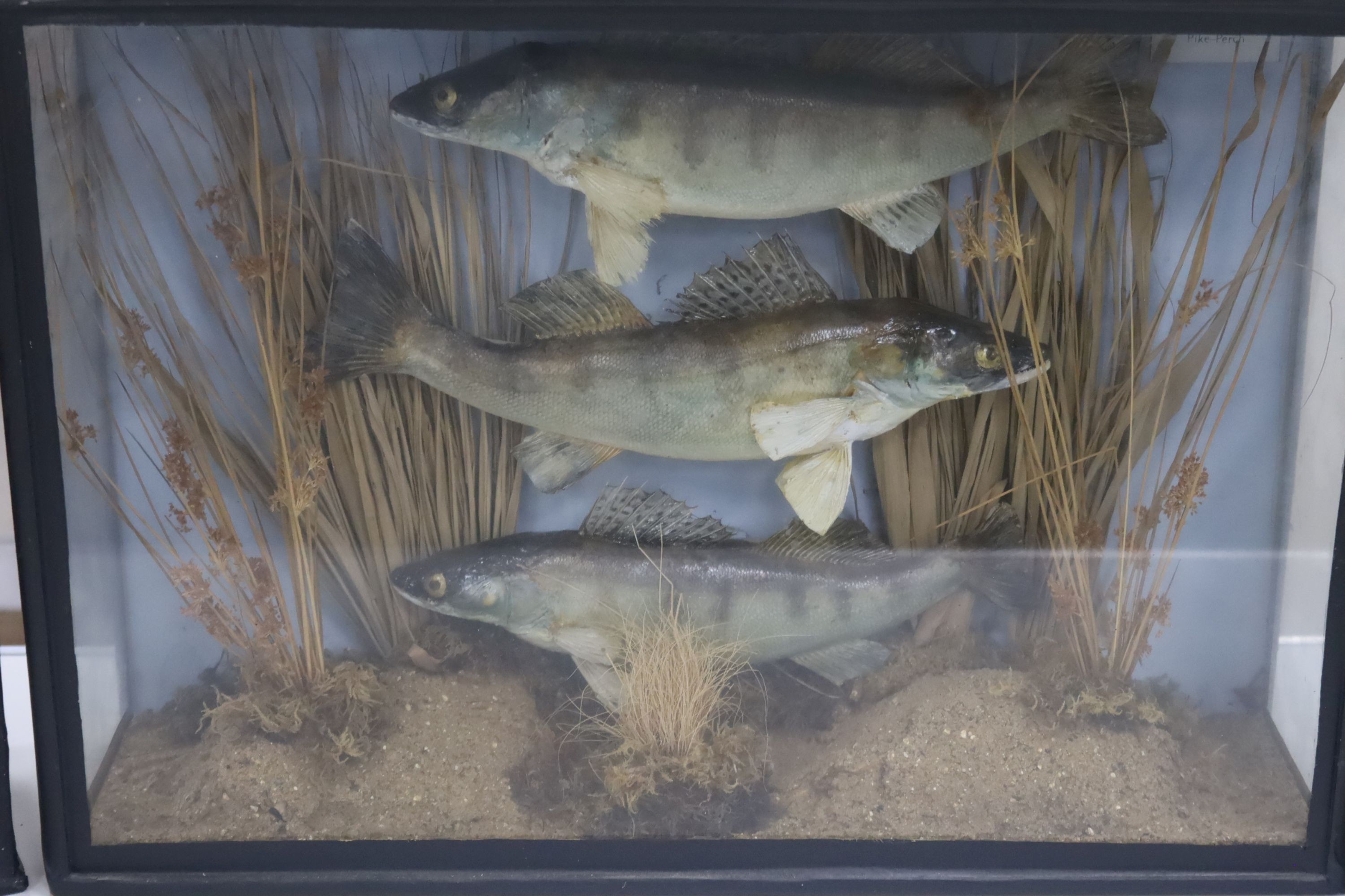 Three cased taxidermic fish, largest 61cm